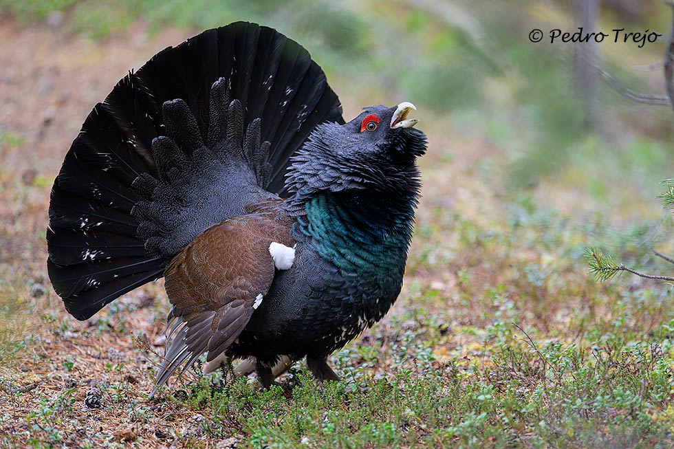 Urogallo (Tetrao urogallus)